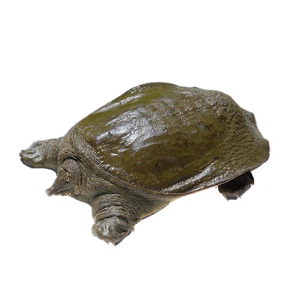 水产饲料耐水粘合剂